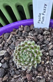 Preview: Pacific Plum Fuzzy